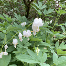 Load image into Gallery viewer, White Bleeding Heart