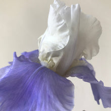 Load image into Gallery viewer, Stairway To Heaven Bearded Iris