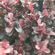 Load image into Gallery viewer, Concorde Japanese Barberry