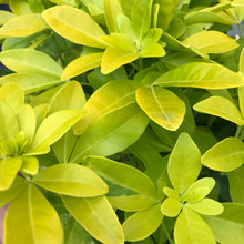 Load image into Gallery viewer, Sundance Mexican Orange Blossom