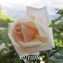 Load image into Gallery viewer, 'Safrano' Rose