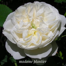 Load image into Gallery viewer, 'Madame Plantier' Rose