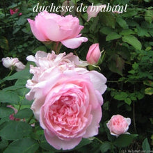 Load image into Gallery viewer, 'Duchesse de Brabant' Tea Rose