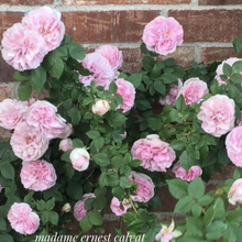 Load image into Gallery viewer, 'Madame Ernest Calvat' Rose