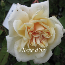 Load image into Gallery viewer, Reve d'Or Climbing Rose