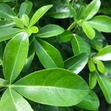 Load image into Gallery viewer, Mexican Orange Blossom