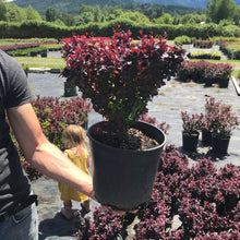 Load image into Gallery viewer, Concorde Japanese Barberry