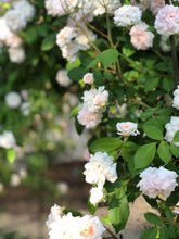 Load image into Gallery viewer, Cecile Brunner Rose