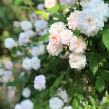 Load image into Gallery viewer, Cecile Brunner Rose