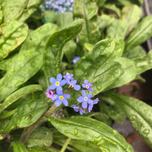Load image into Gallery viewer, Wood Forget-Me-Not