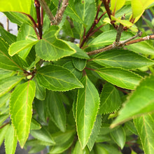 Load image into Gallery viewer, Lynwood Gold Forsythia