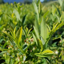 Load image into Gallery viewer, Blueberry 'Pink Lemonade'