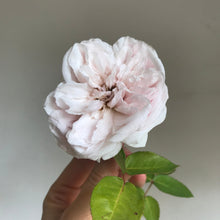 Load image into Gallery viewer, 'Souvenir de la Malmaison' Rose