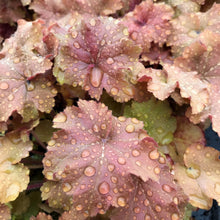 Load image into Gallery viewer, Heuchera 'Caramel'