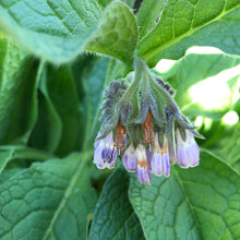 Load image into Gallery viewer, Comfrey