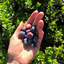 Load image into Gallery viewer, Chandler Blueberry