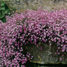 Load image into Gallery viewer, Pink Creeping Baby's Breath