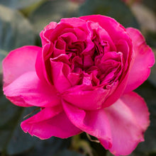 Load image into Gallery viewer, Pink Traviata Rose