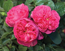 Load image into Gallery viewer, Pink Traviata® Rose
