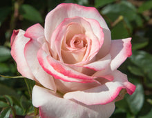Load image into Gallery viewer, Pinkerbelle™ Rose
