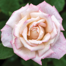 Load image into Gallery viewer, Pinkerbelle Rose