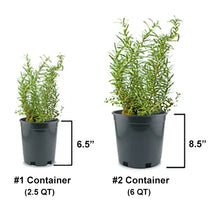 Load image into Gallery viewer, Kiss Me Kate Arborose® Climbing Rose