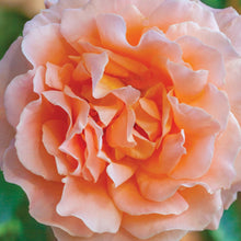 Load image into Gallery viewer, Polka Rose