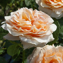 Load image into Gallery viewer, Polka™ Climbing Rose