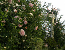Load image into Gallery viewer, Polka™ Climbing Rose