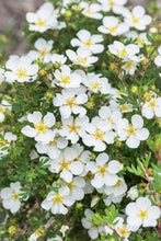 Load image into Gallery viewer, Potentilla 'Abbotswood'