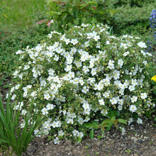 Load image into Gallery viewer, Potentilla Abbotswood