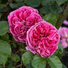 Load image into Gallery viewer, PowerPuff Pink® Rose