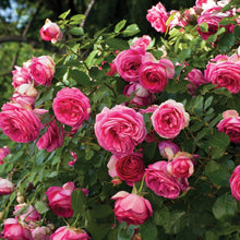 Load image into Gallery viewer, Pretty in Pink Eden Rose