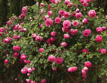 Load image into Gallery viewer, Pretty in Pink Eden® Climbing Rose