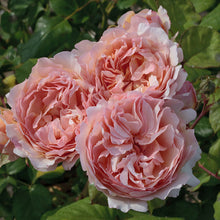 Load image into Gallery viewer, Princess Charlene de Monaco® Rose