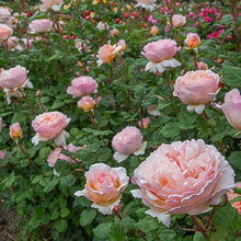 Load image into Gallery viewer, Princess Charlene de Monaco® Rose