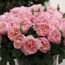 Load image into Gallery viewer, Princess Charlene de Monaco® Rose