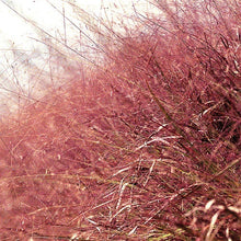 Load image into Gallery viewer, Purple Love Grass