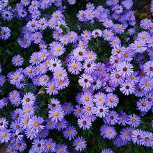 Load image into Gallery viewer, Aster ‘Wood’s Purple’