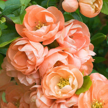 Load image into Gallery viewer, Cameo Japanese Flowering Quince