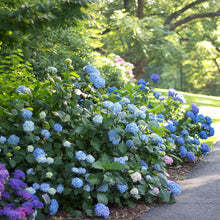 Load image into Gallery viewer, Hydrangea 'Penny Mac'