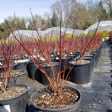 Load image into Gallery viewer, Dwarf Kelseyi Dogwood