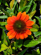 Load image into Gallery viewer, Sombrero® Hot Coral Echinacea