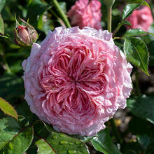 Load image into Gallery viewer, Romantica® Ball Gown Rose