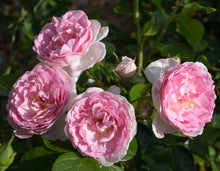 Load image into Gallery viewer, Romantica® Ball Gown Rose