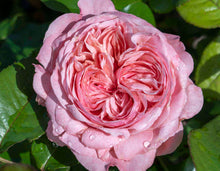 Load image into Gallery viewer, Romantica® Ball Gown Rose