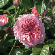 Load image into Gallery viewer, Romantica® Ball Gown Rose