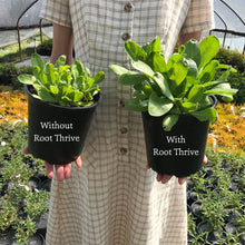 Load image into Gallery viewer, Root Thrive