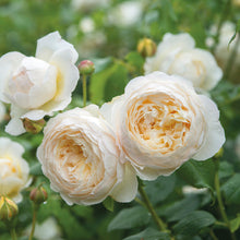 Load image into Gallery viewer, Claire Austin Rose