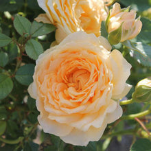 Load image into Gallery viewer, Edith's Darling™ Rose